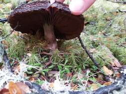 Image of Cortinarius ursus Soop 2001