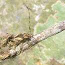 Carphina arcifera Bates 1872 resmi