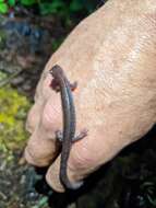 Image of Siskiyou Mountains salamander