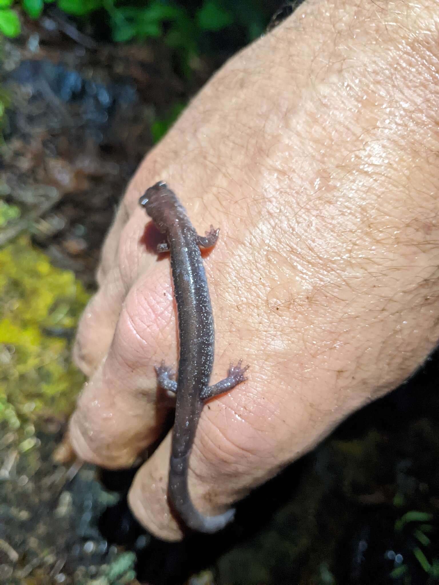 Image of Siskiyou Mountains salamander