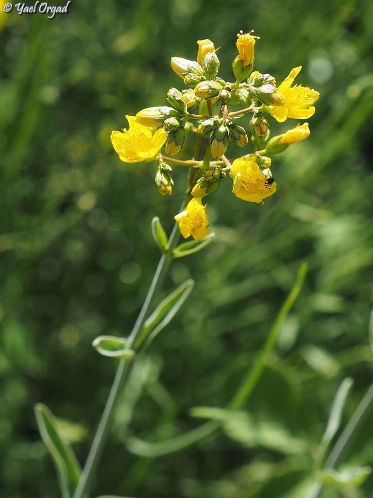 Image of Hypericum lanuginosum Lam.