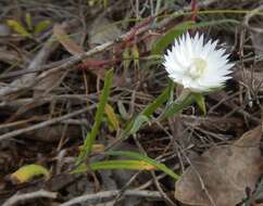 Слика од Helichrysum leucopsideum DC.