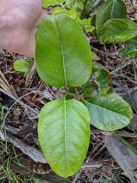 Coccoloba diversifolia Jacq. resmi