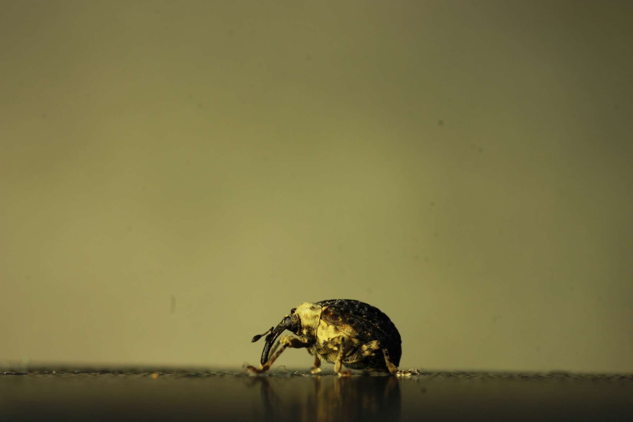 Image of Figwort weevil