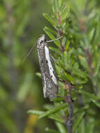 Image of Philobota acropola Meyrick 1884