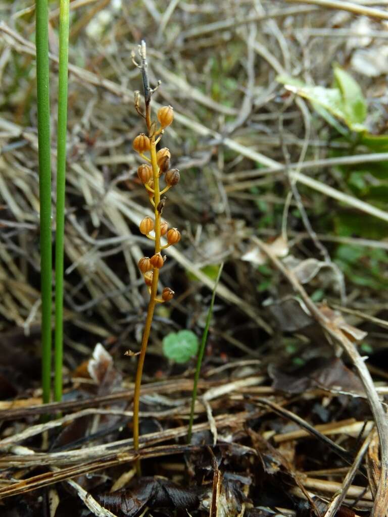 Image of three-rib arrowgrass