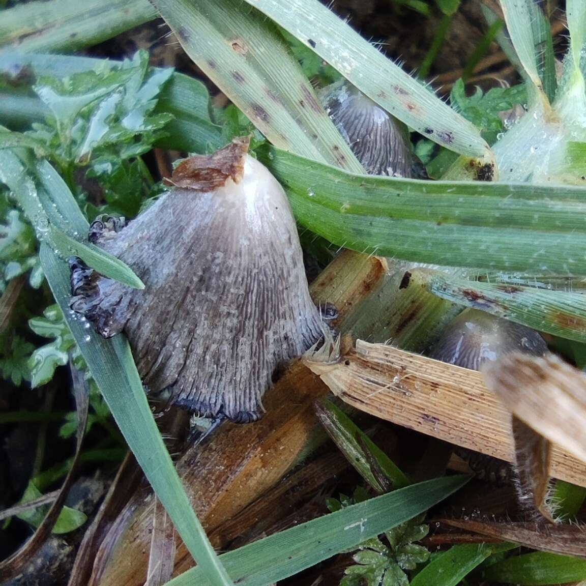 Sivun Coprinopsis macrocephala (Berk.) Redhead, Vilgalys & Moncalvo 2001 kuva