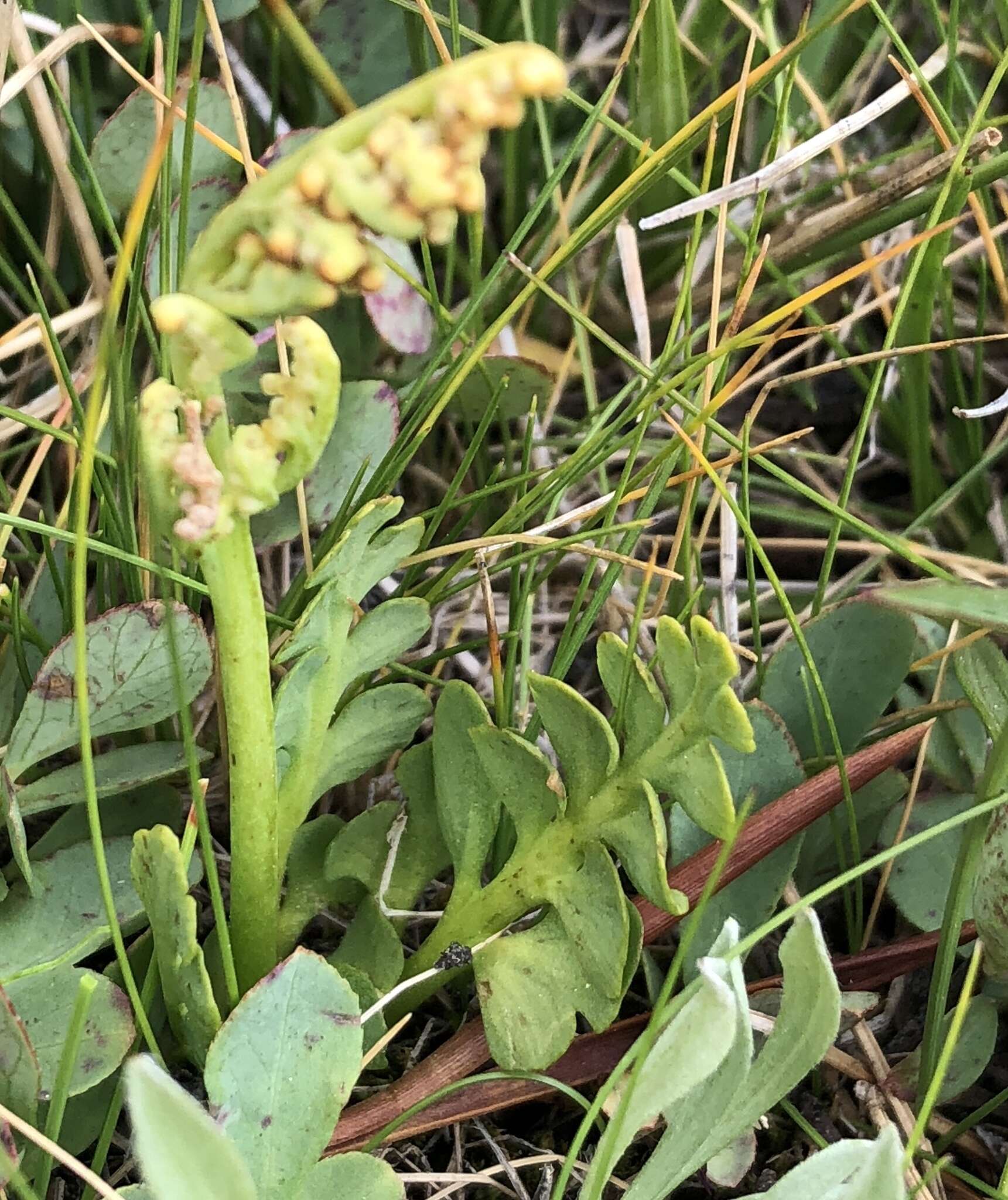 Image of Botrychium simplex subsp. simplex