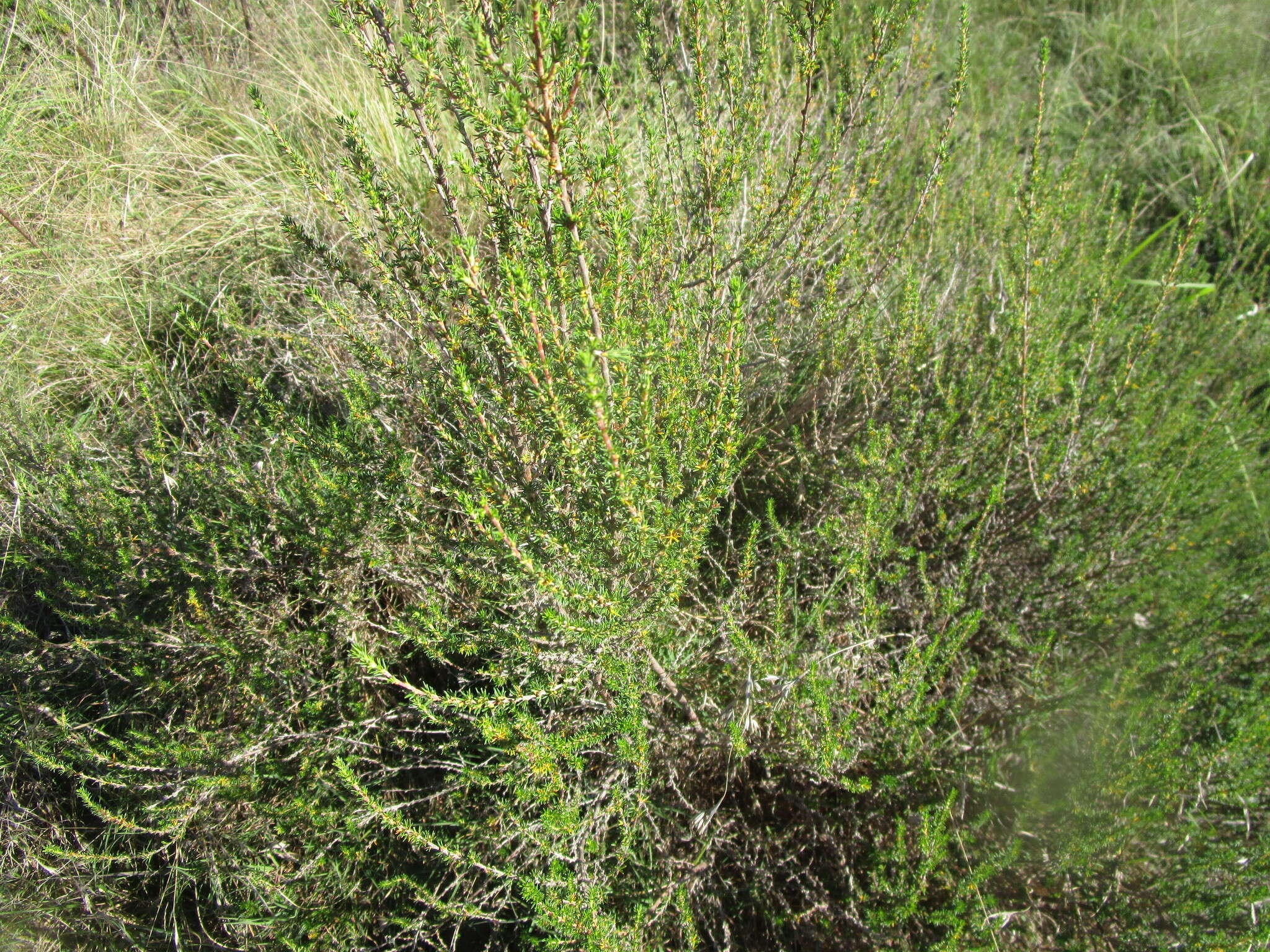 Image of Cliffortia linearifolia Eckl. & Zeyh.