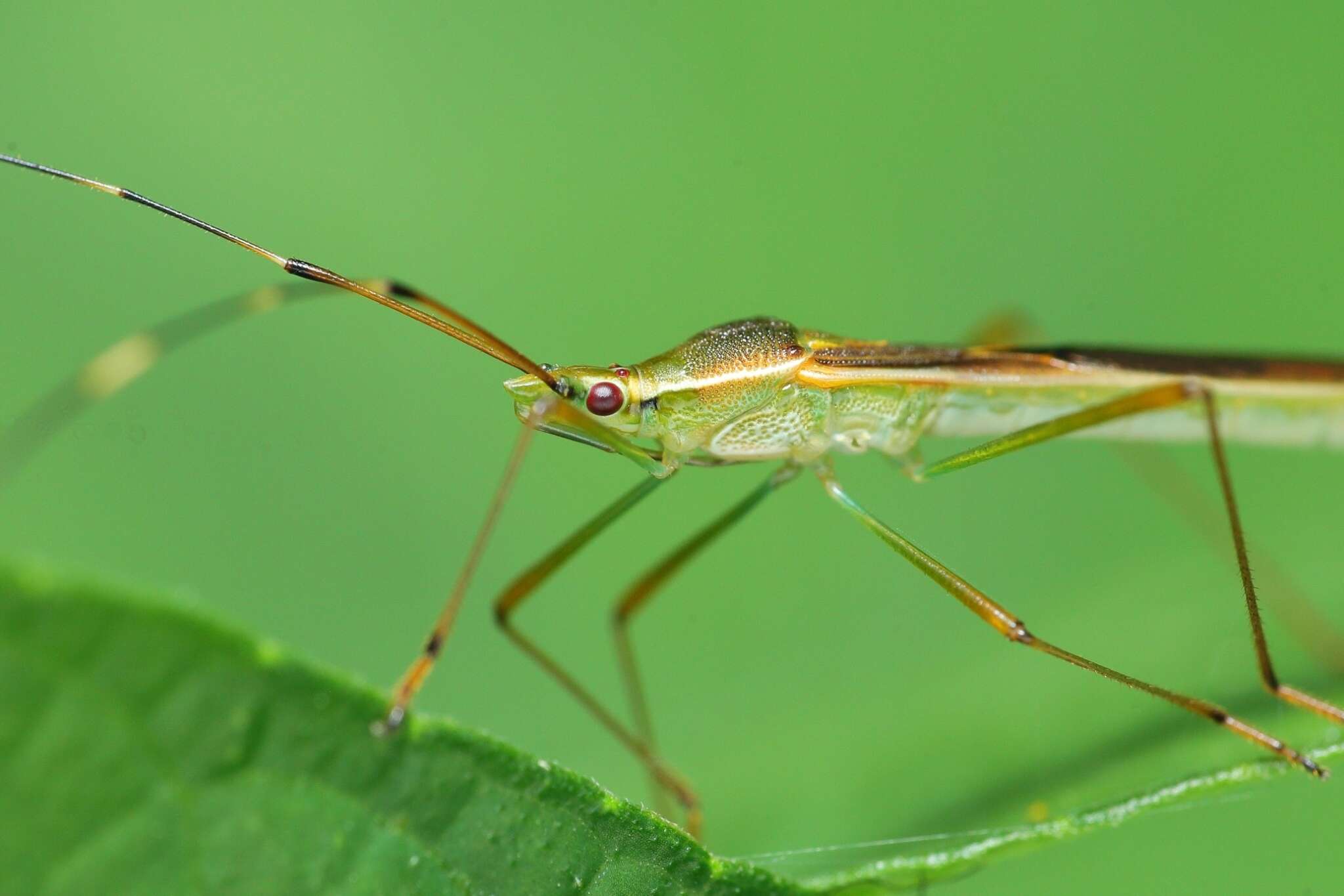 Imagem de Leptocorisa acuta (Thunberg 1783)