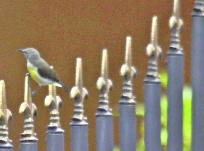 Image of Purple-rumped Sunbird