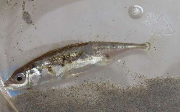 Image of Blackspotted Stickleback