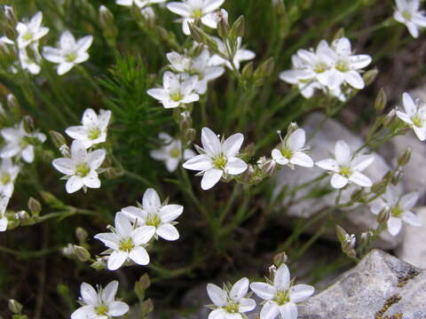 Image of Minuartia adenotricha Siskin