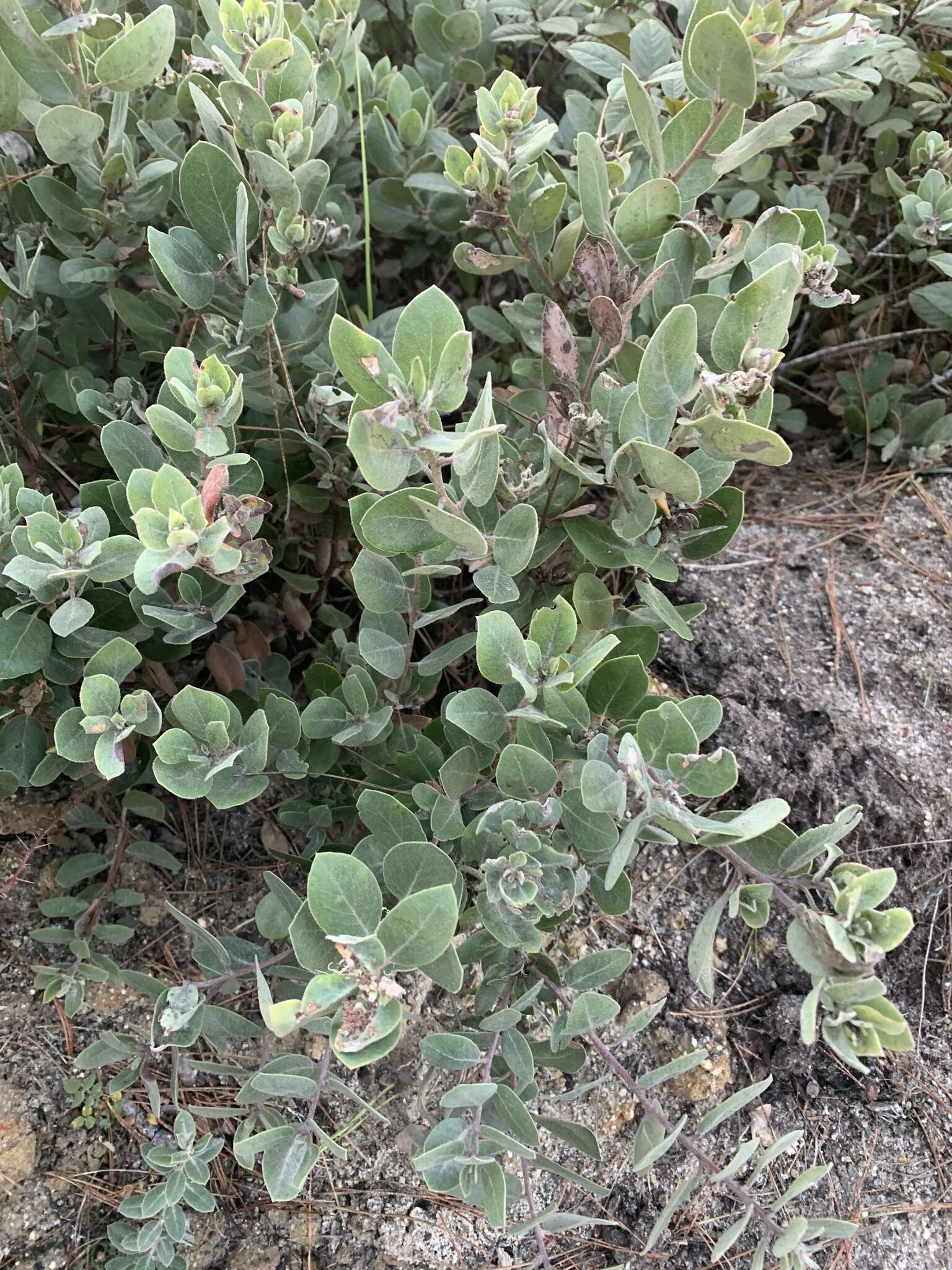 Image of woollyleaf manzanita