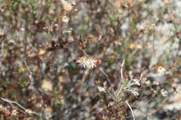 Plancia ëd Pleurocoronis laphamioides (Rose) R. King & H. Rob.