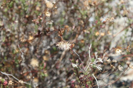 Image of Pleurocoronis laphamioides (Rose) R. King & H. Rob.