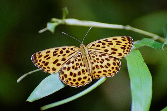 Imagem de Timelaea maculata Bremer & Grey 1853