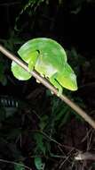 Image of Usambara Three-Horned Chameleon