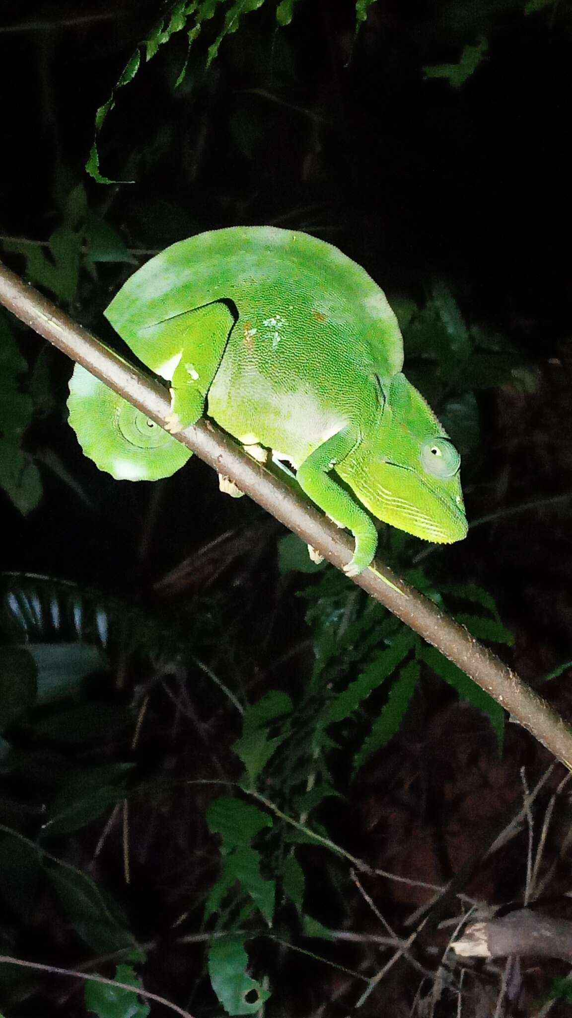 Image of Usambara Three-Horned Chameleon