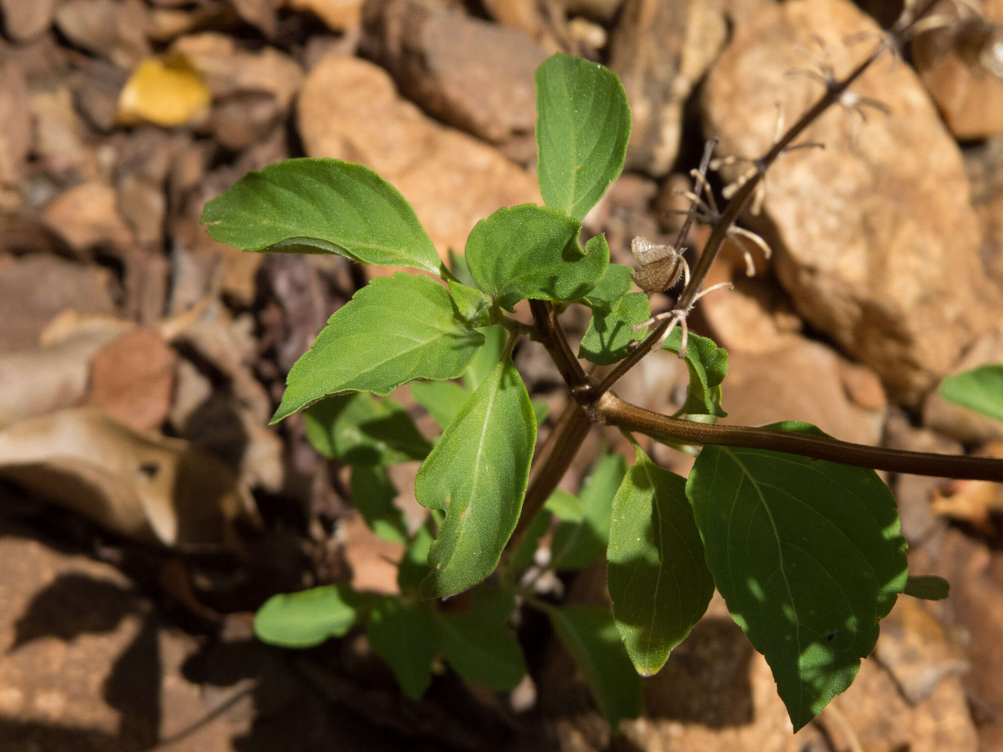 Слика од Ocimum campechianum Mill.