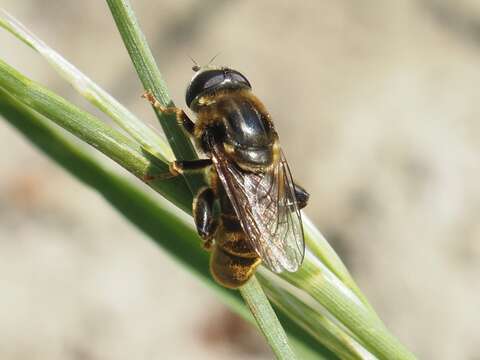 Image of Merodon avidus (Rossi 1790)