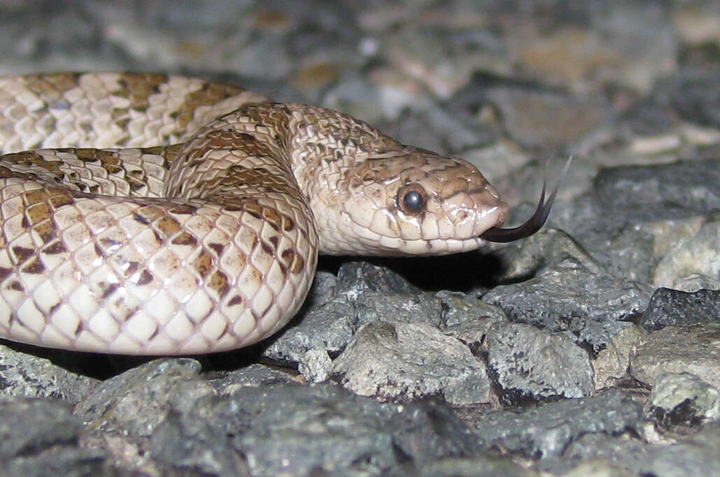 Image of Hooknose Snakes