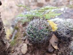 Mammillaria rettigiana Boed.的圖片