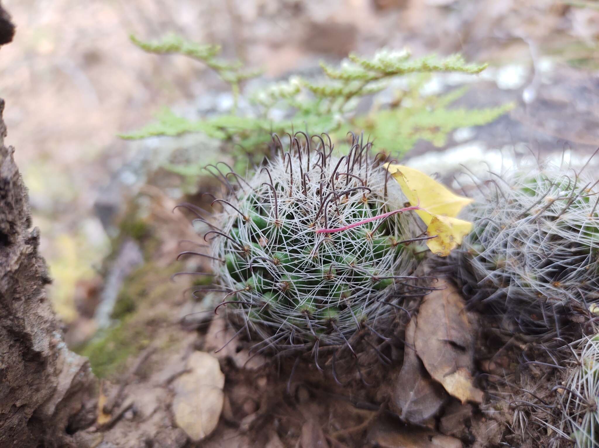 Mammillaria rettigiana Boed.的圖片