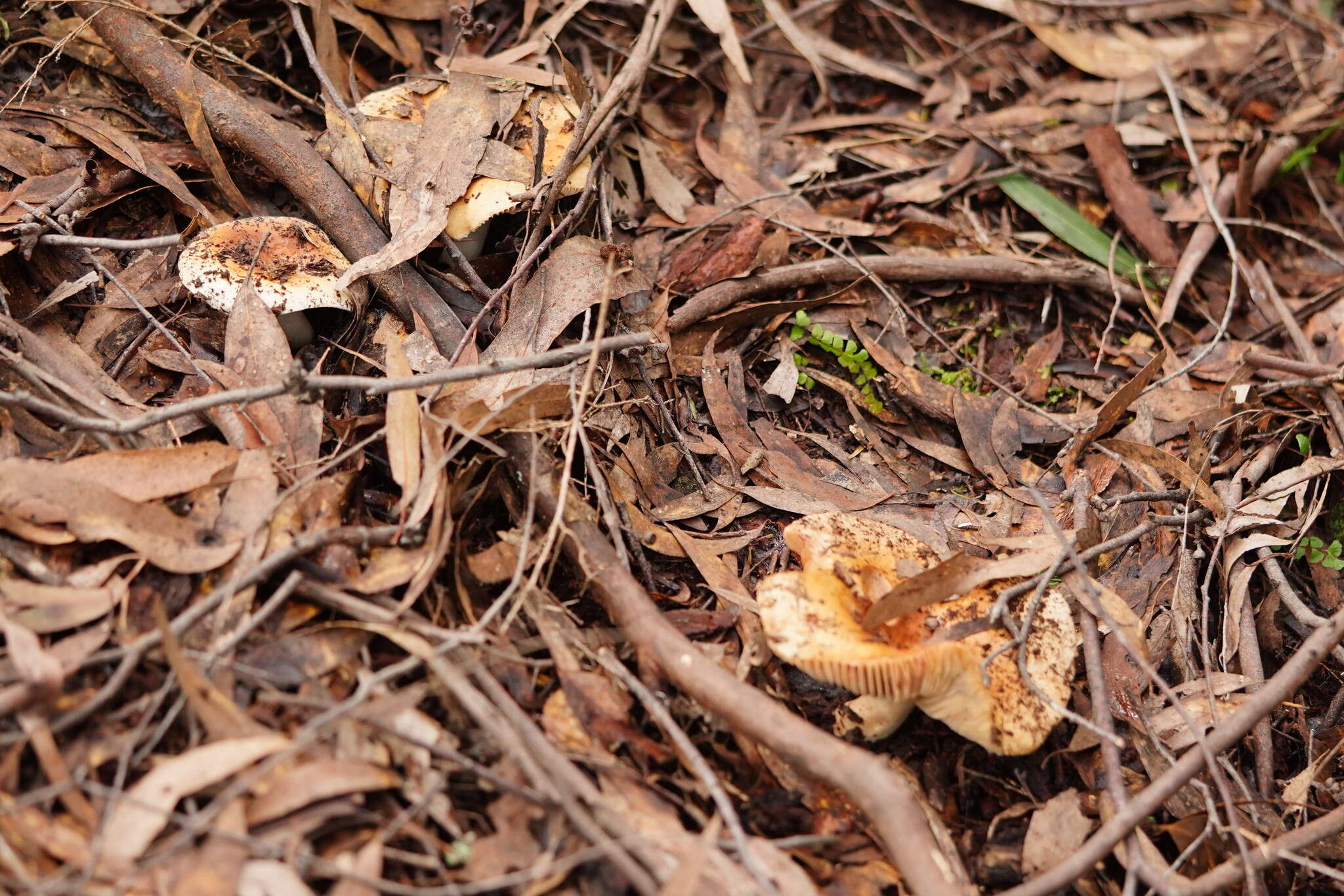 Image of Russula neerimea Grgur. 1997