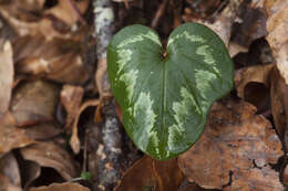 Image of Cyclamen coum Miller