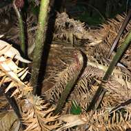 Imagem de Pteris amoena Bl.