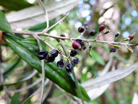 Imagem de Corokia buddleioides A. Cunn.