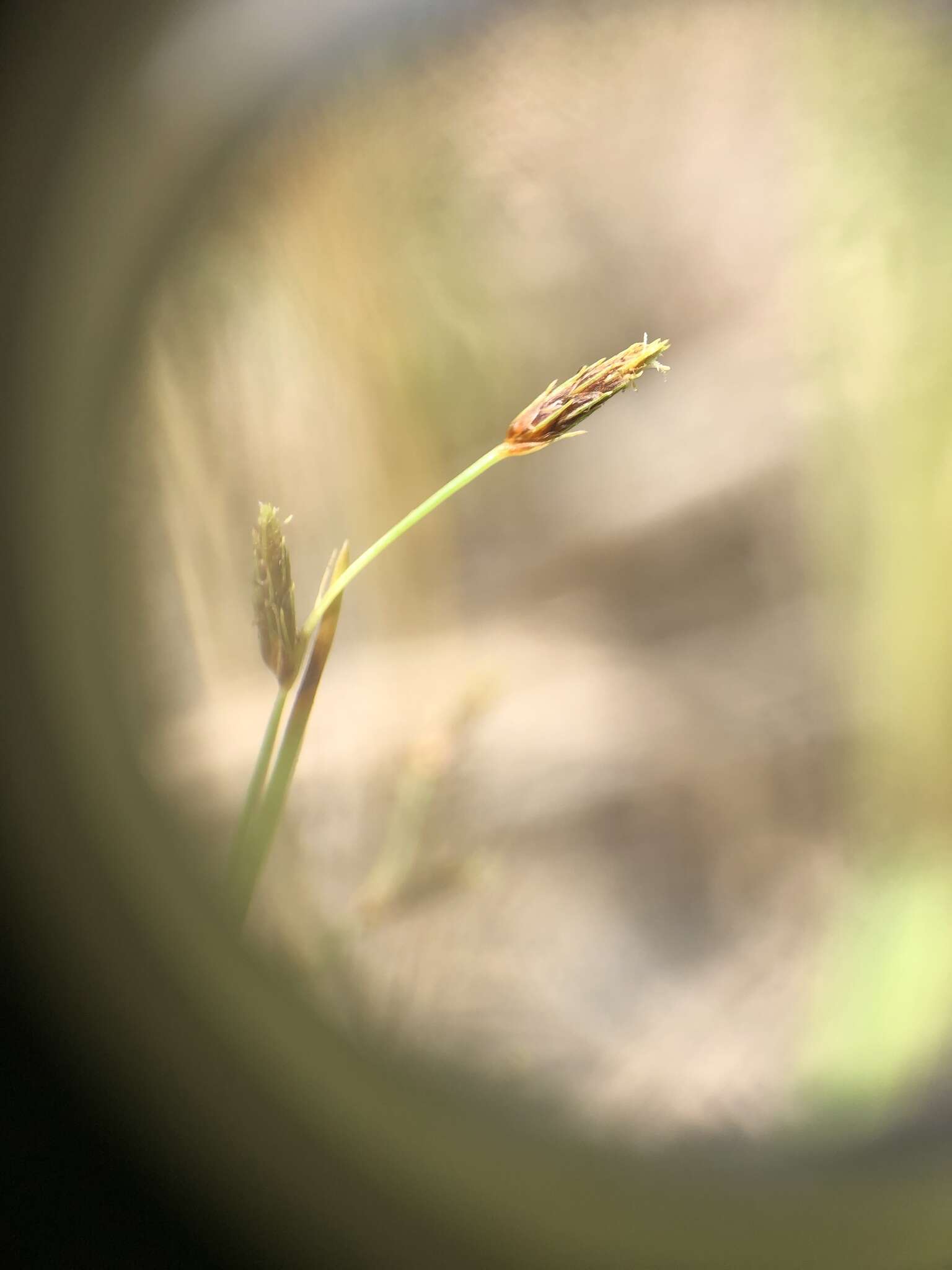 Слика од Fimbristylis autumnalis (L.) Roem. & Schult.