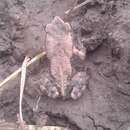 Image of Chirinda Toad