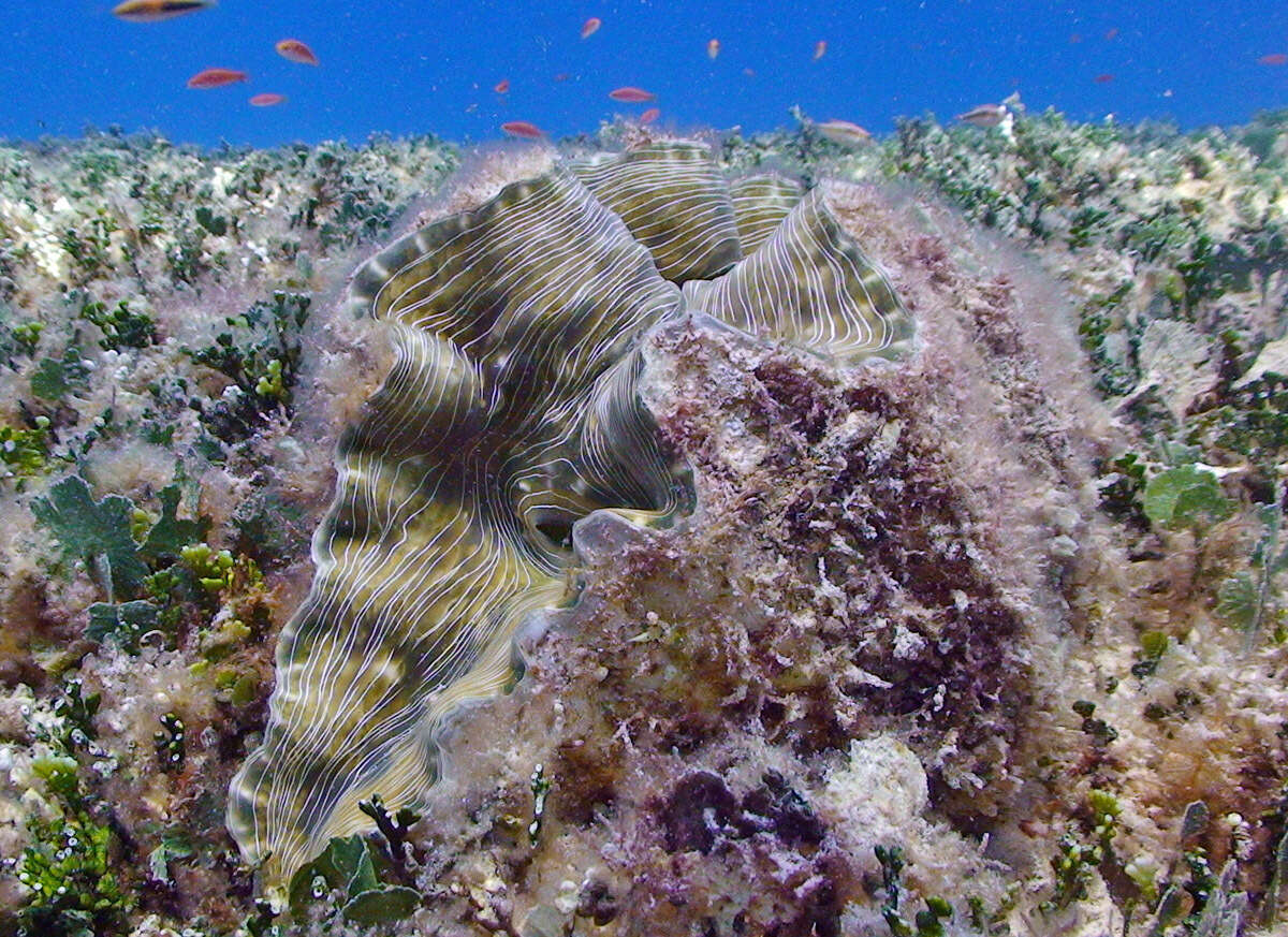 Image of Bear Paw Clam