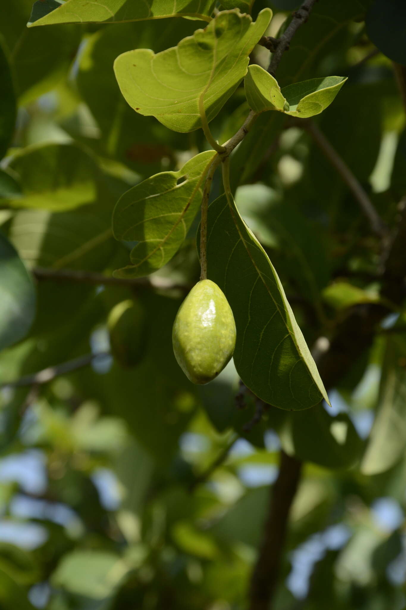 Sivun Terminalia chebula Retz. kuva