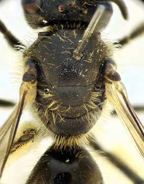 Image of Lasioglossum malachurum (Kirby 1802)