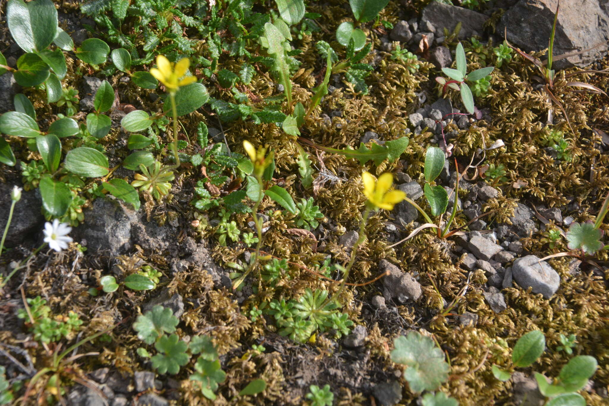 Sivun Saxifraga serpyllifolia Pursh kuva