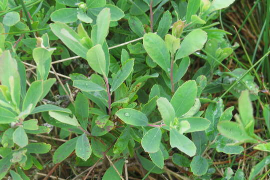 Image of Bog-myrtle