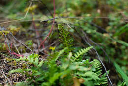 Polypodium sibiricum Siplivinsky的圖片