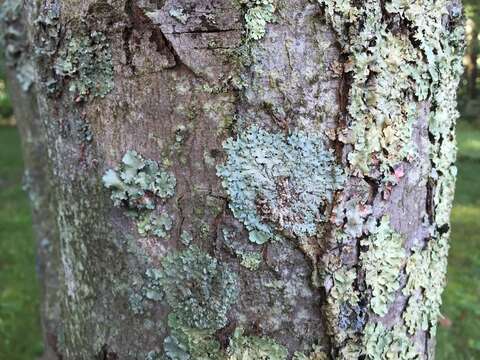 Image of Showman's hypotrachyna lichen