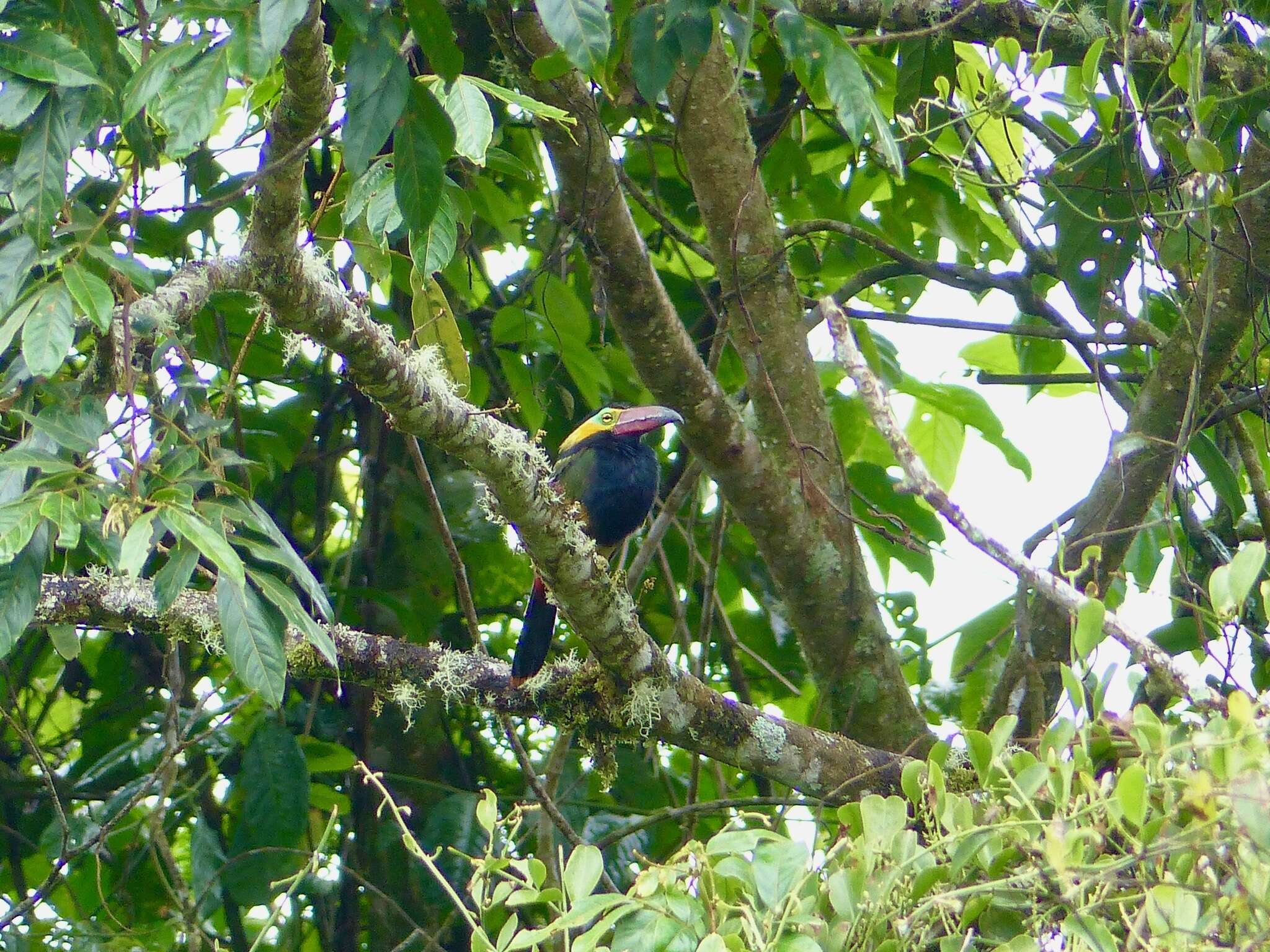 Image of Golden-collared Toucanet