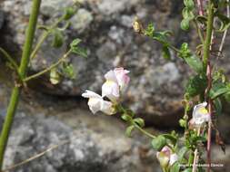 Image de Antirrhinum graniticum Rothm.