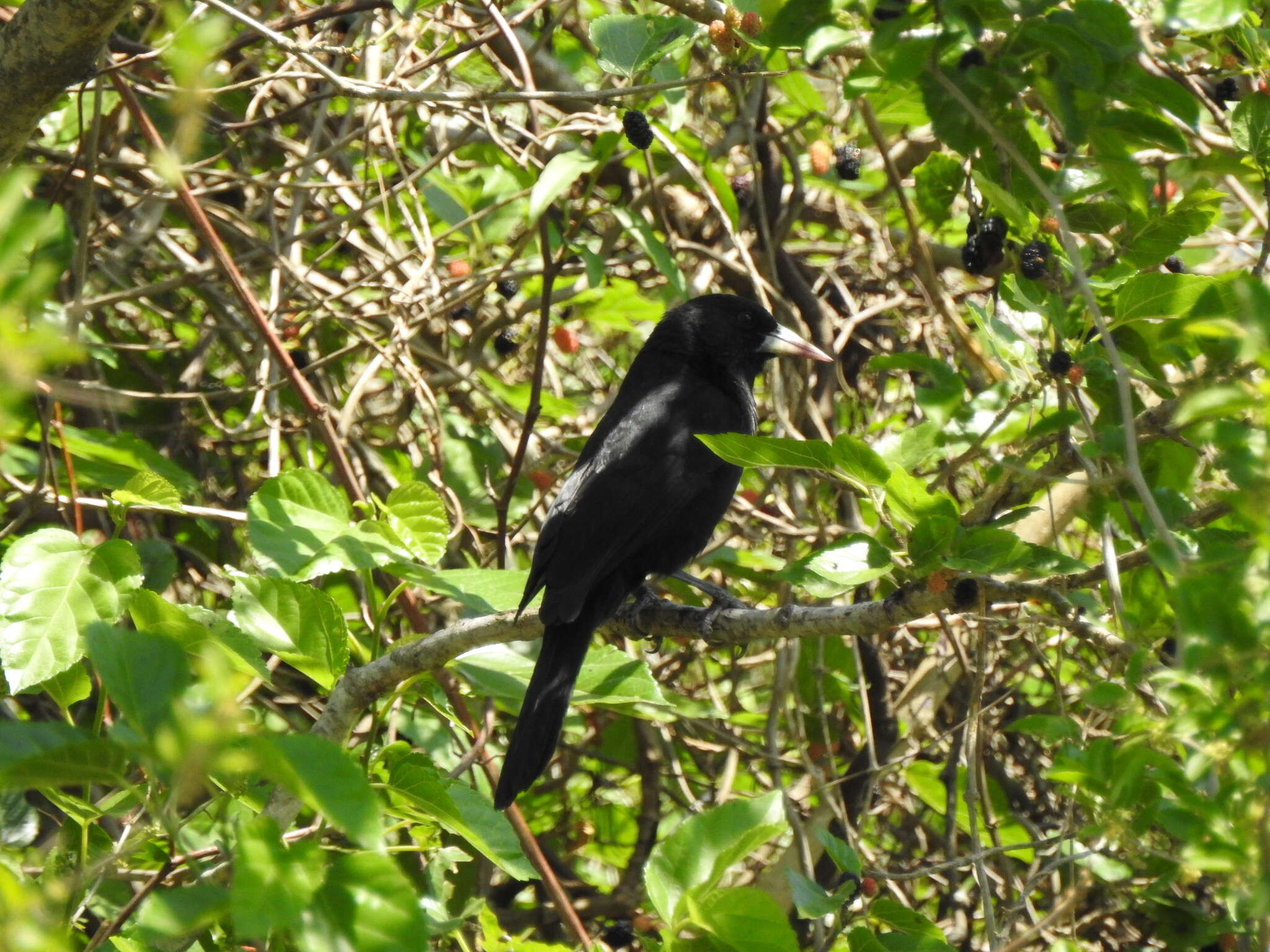 Image of Solitary Black Cacique