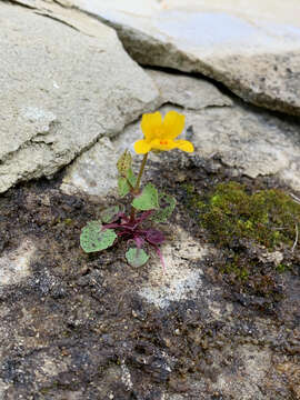 Image of Erythranthe nasuta (Greene) G. L. Nesom