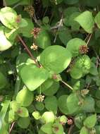 Image of Pisoniella arborescens (Lag. & Rodr.) Standl.