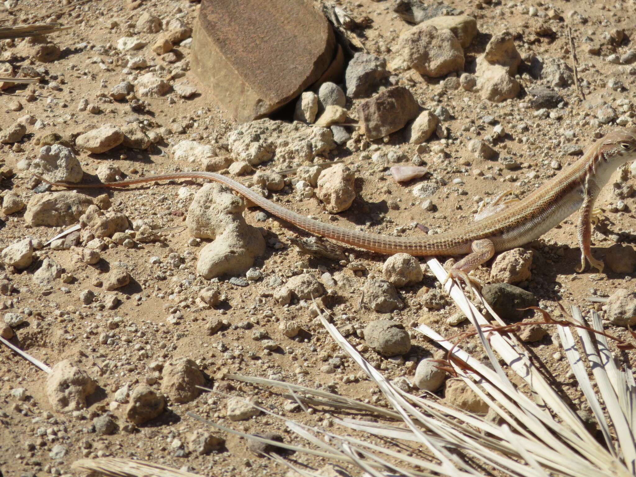 Image of Bosk’s fringe-toed lizard