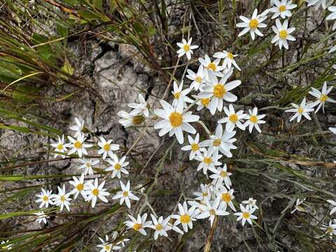 Image of Rhodanthe corymbiflora (Schltdl.) P. G. Wilson