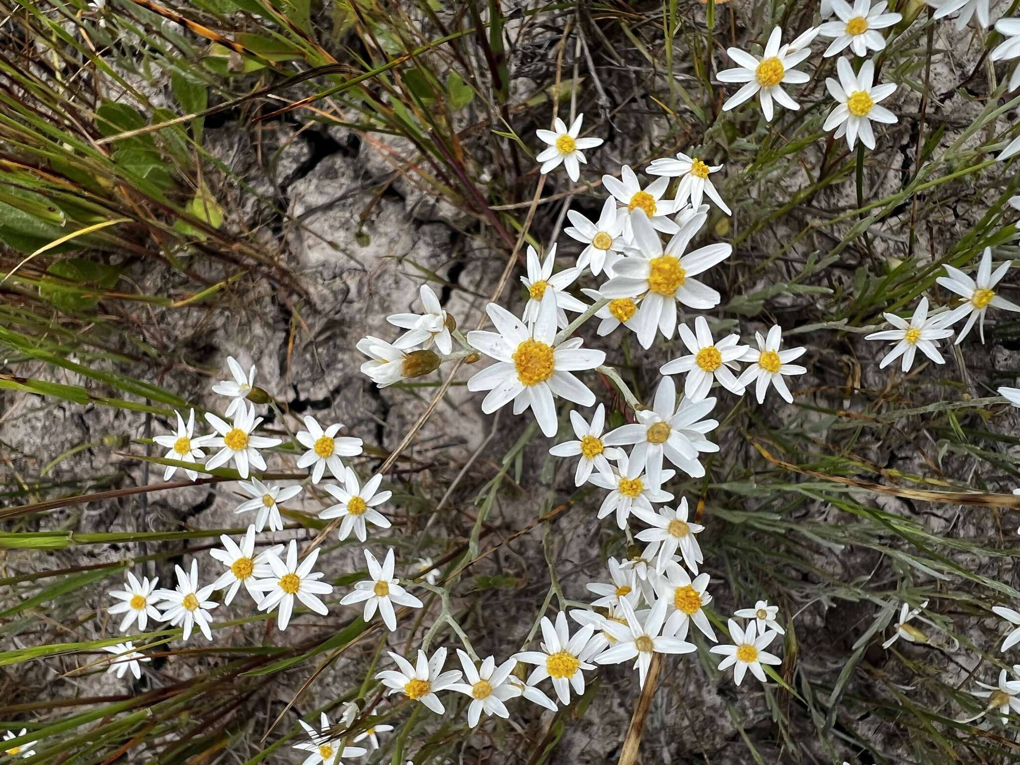 Imagem de Rhodanthe corymbiflora (Schltdl.) P. G. Wilson