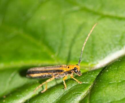 Image of Oberea tripunctata (Swederus 1787)